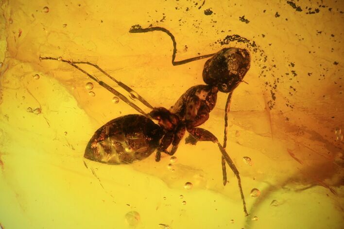 Fossil Ant (Formicidae) In Baltic Amber #45154